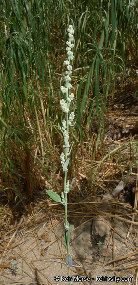 Sivun Chenopodium atrovirens Rydb. kuva