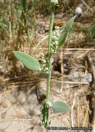 Sivun Chenopodium atrovirens Rydb. kuva