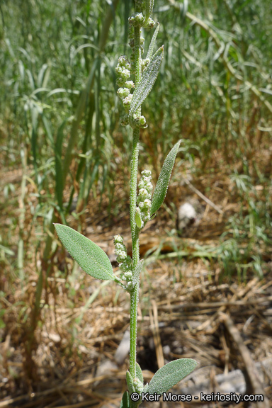 Слика од Chenopodium atrovirens Rydb.