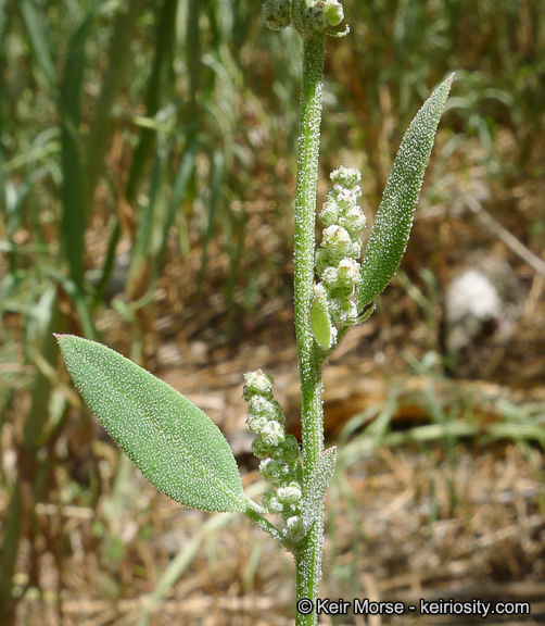 Sivun Chenopodium atrovirens Rydb. kuva