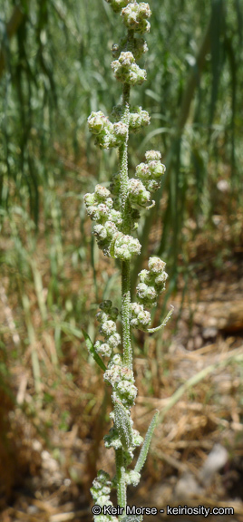 Sivun Chenopodium atrovirens Rydb. kuva