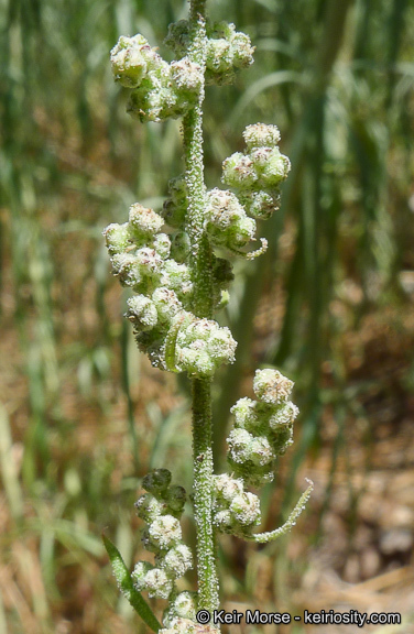 Sivun Chenopodium atrovirens Rydb. kuva