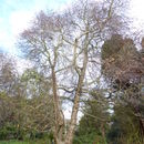 Image of Oriental Sweetgum