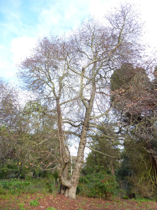 Image of Oriental Sweetgum