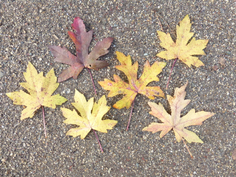 Image of Oriental Sweetgum