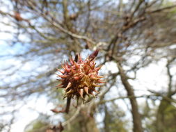 Image of Oriental Sweetgum