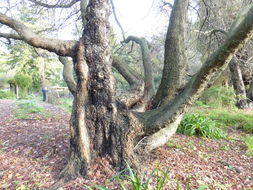 Image of Oriental Sweetgum