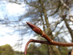 Image of Oriental Sweetgum