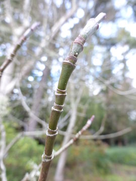 Cornus florida L. resmi