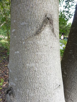 Image of soapbark