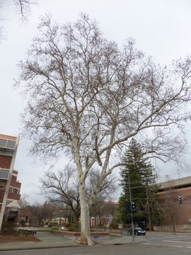 Image of American sycamore