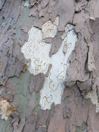 Image of American sycamore