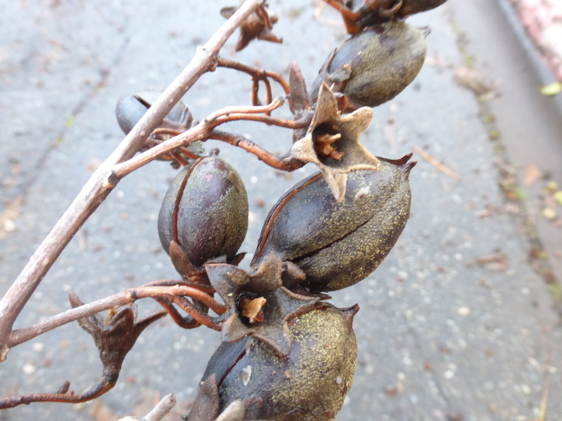 Слика од Paulownia tomentosa (Thunb.) Steud.