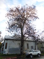 Слика од Paulownia tomentosa (Thunb.) Steud.