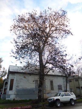 Imagem de Paulownia tomentosa (Thunb.) Steud.