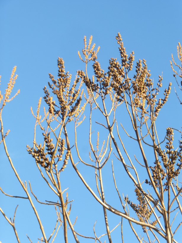 Слика од Paulownia tomentosa (Thunb.) Steud.