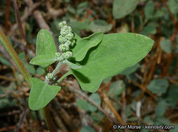 Chenopodium fremontii S. Wats. resmi