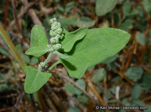 Image de Chenopodium fremontii S. Wats.