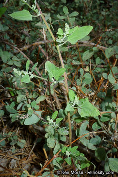 Image of Fremont's Goosefoot