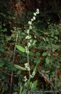 Chenopodium fremontii S. Wats. resmi