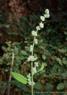 Image of Fremont's Goosefoot