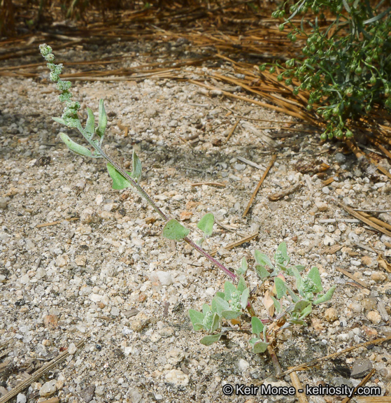 Chenopodium fremontii S. Wats. resmi