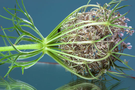 Image of Queen Anne's lace