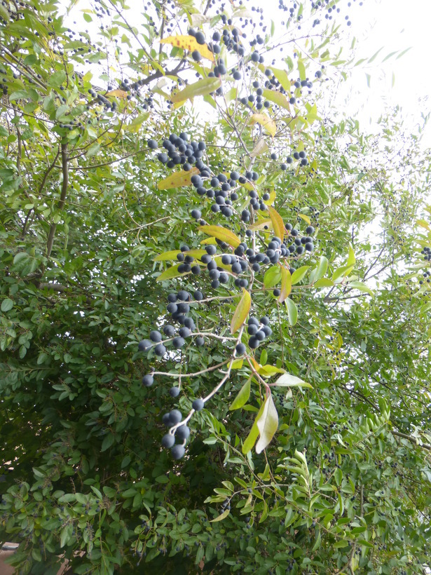 Слика од Ligustrum sinense Lour.