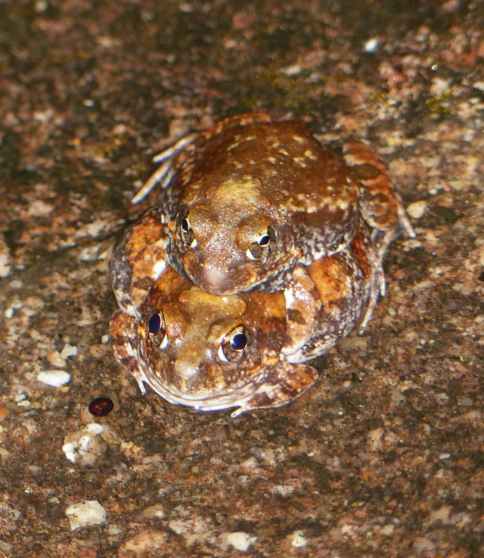 Image of Marbled Sand Frog