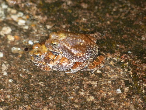 Image of Marbled Sand Frog