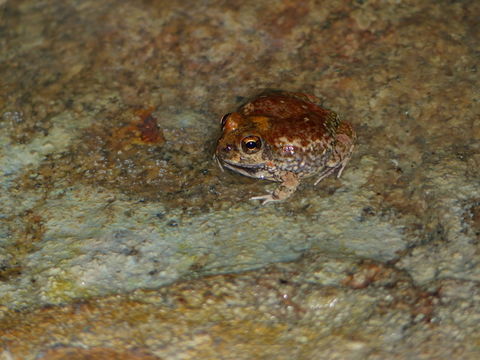 Image of Marbled Sand Frog