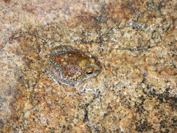 Image of Marbled Sand Frog