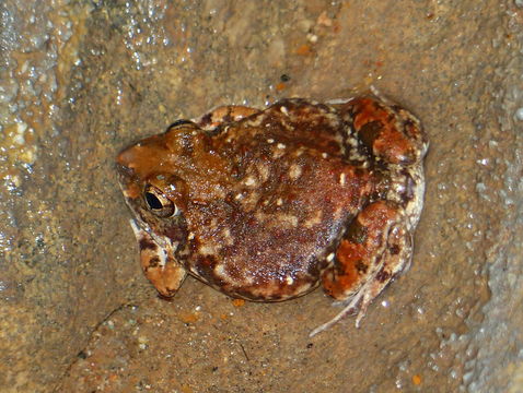 Image of Marbled Sand Frog