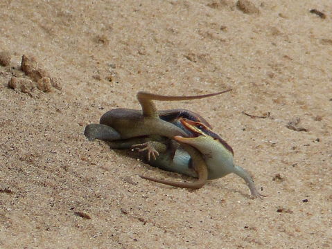 Image of Trachylepis striata (Peters 1844)