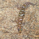 Image of Transvaal Rock Gecko