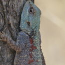 Image of Ridgeback Agamas