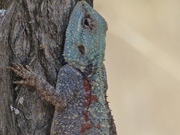 Image of Black-necked Agama