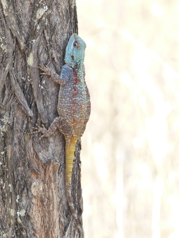 Image of Black-necked Agama