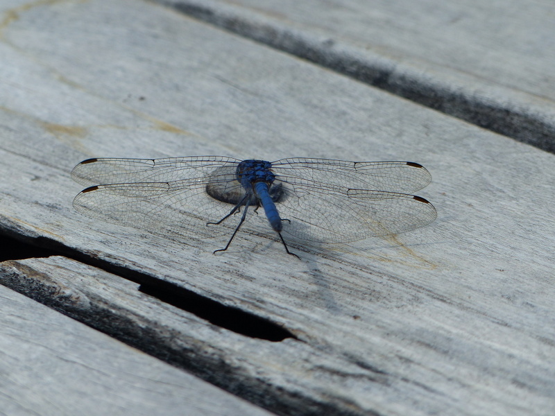 Image of Denim Dropwing