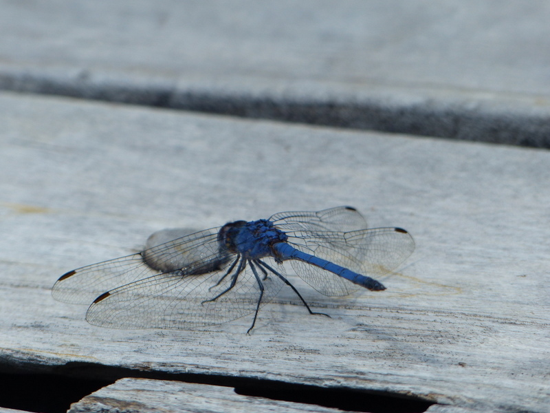 Imagem de Trithemis donaldsoni (Calvert 1899)