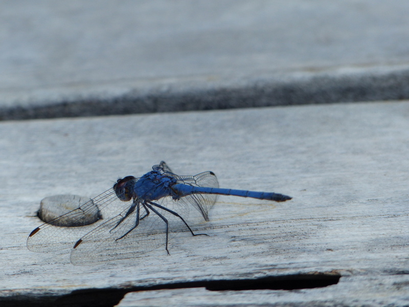 Image de Trithemis donaldsoni (Calvert 1899)