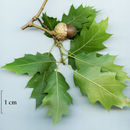 Image of <i>Quercus</i> × <i>morehus</i>