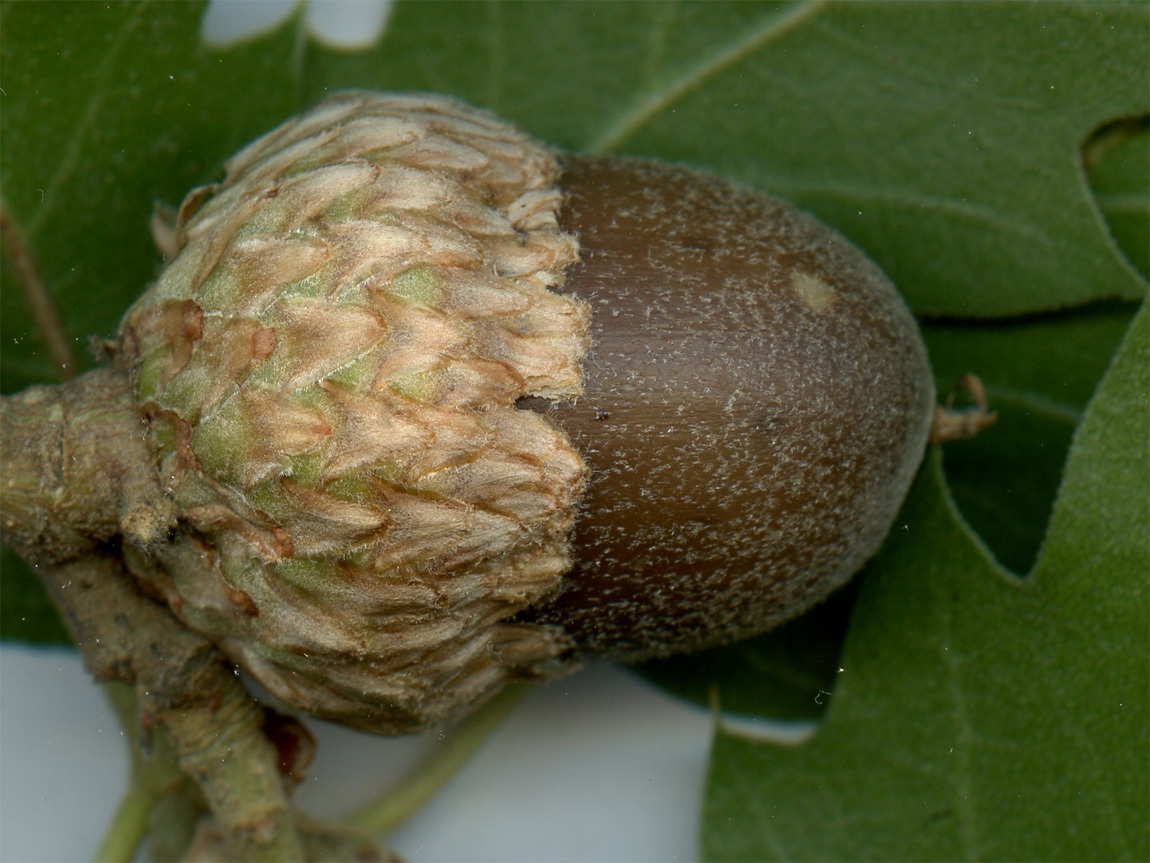 Image of <i>Quercus</i> × <i>morehus</i>