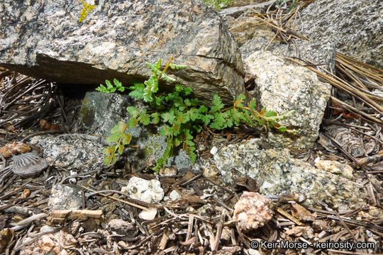 Image of Oregon cliff fern