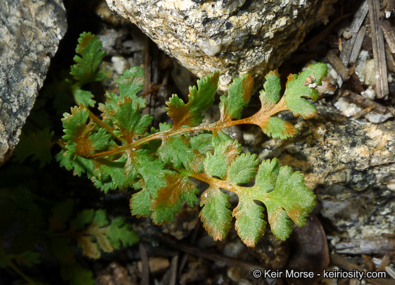 Image of Oregon cliff fern