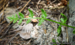 Image of Oregon cliff fern