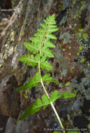 Image of Oregon cliff fern