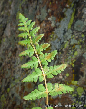 Image of Oregon cliff fern