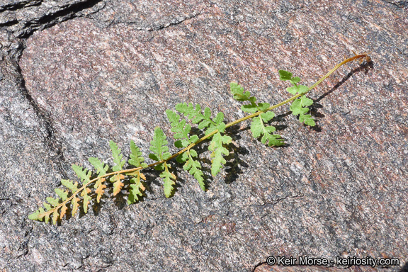 Image of Oregon cliff fern