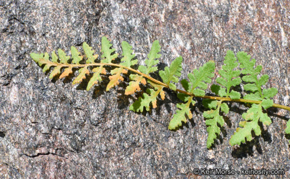 Image of Oregon cliff fern